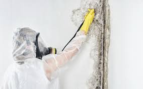 Reliable Bellevue, OH Mold Prevention & Removal  Solutions